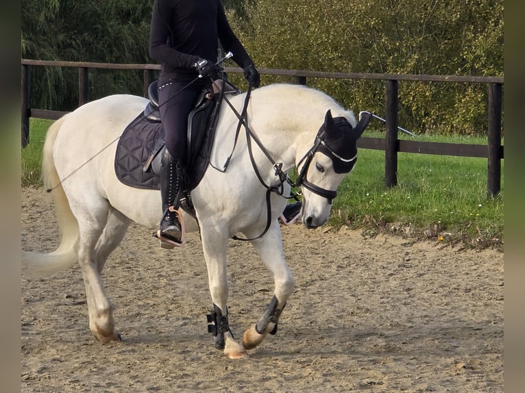 New Forest Pony Gelding 14 years 13,2 hh Gray in Heiligenhaus