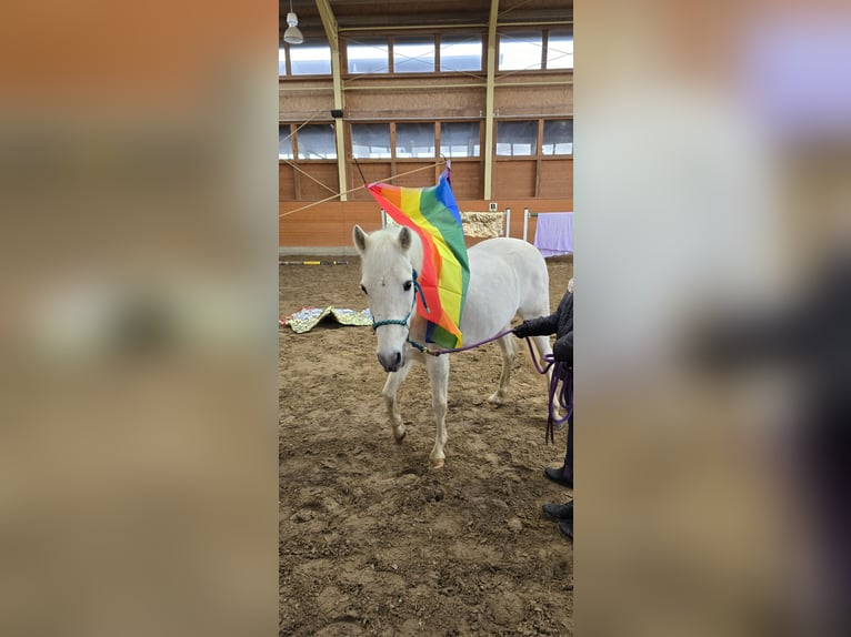 New Forest Pony Gelding 14 years 13,2 hh Gray in Heiligenhaus