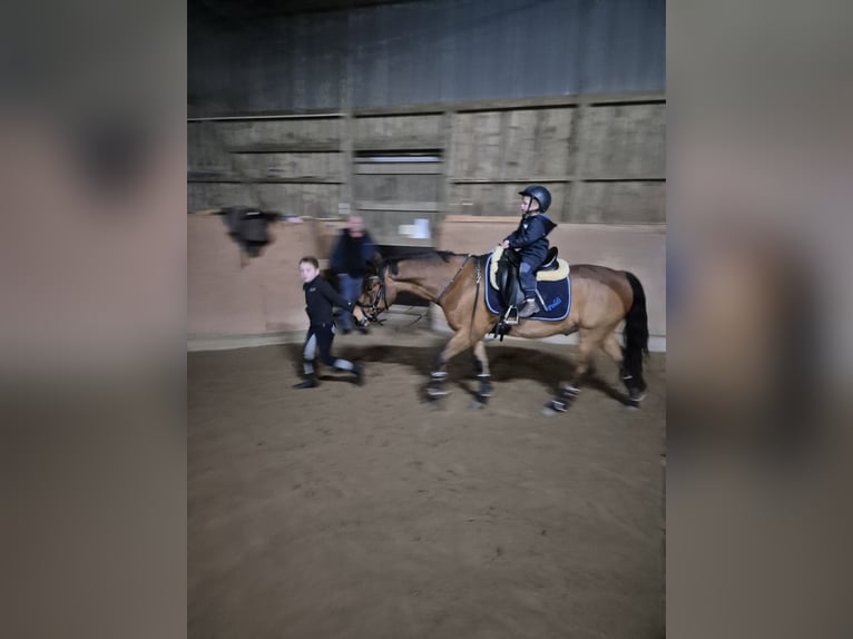 New Forest Pony Gelding 14 years 13,3 hh Brown in Helmstorf