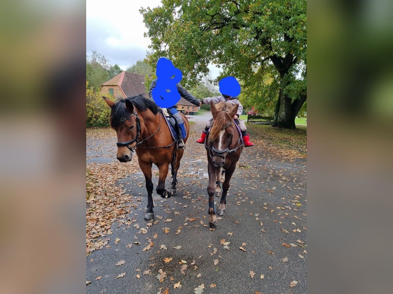 New Forest Pony Gelding 14 years 13,3 hh Brown in Helmstorf