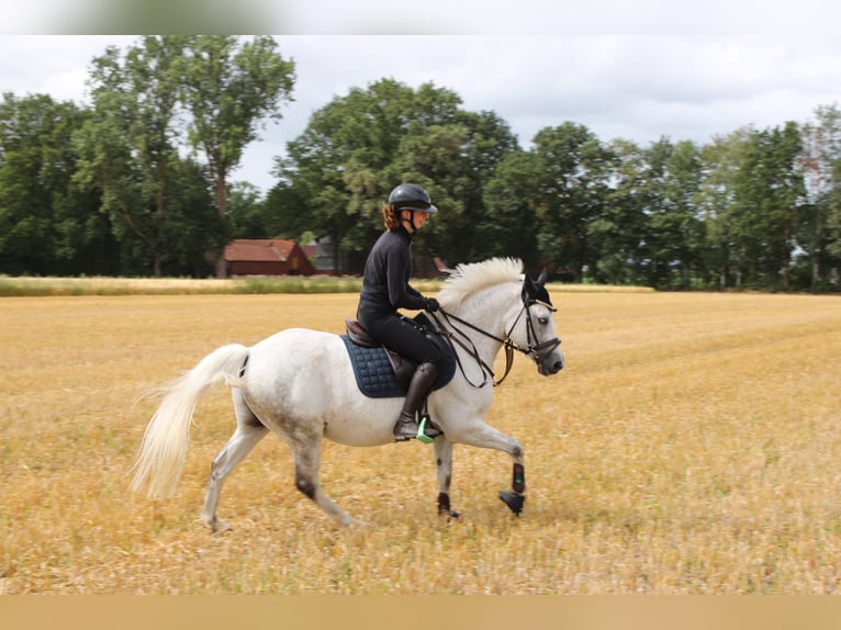 New Forest Pony Gelding 14 years 13.3 hh Grey-Fleabitten in Lastrup