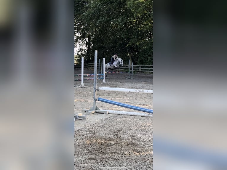 New Forest Pony Gelding 14 years 13.3 hh Grey-Fleabitten in Essen (Oldenburg)