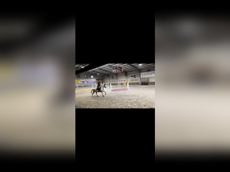 New Forest Pony Gelding 14 years 13.3 hh Grey-Fleabitten in Essen (Oldenburg)