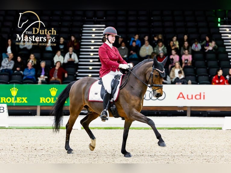 New Forest Pony Gelding 14 years 14.1 hh Bay-Dark in Arnemuiden