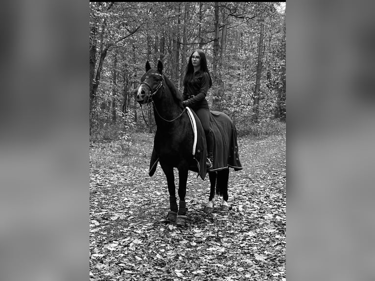 New Forest Pony Gelding 14 years 14,1 hh Black in Sommerhausen