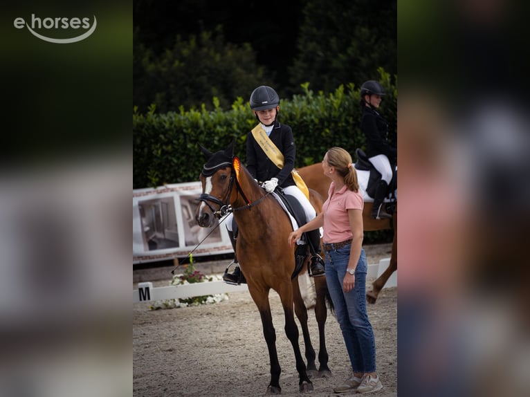 New Forest Pony Gelding 14 years 14.1 hh Brown in Coesfeld