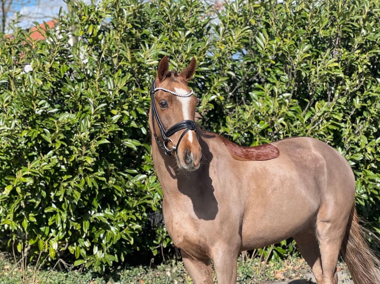 New Forest Pony Gelding 14 years 14,1 hh Chestnut-Red in Reck, bei Osnabrück