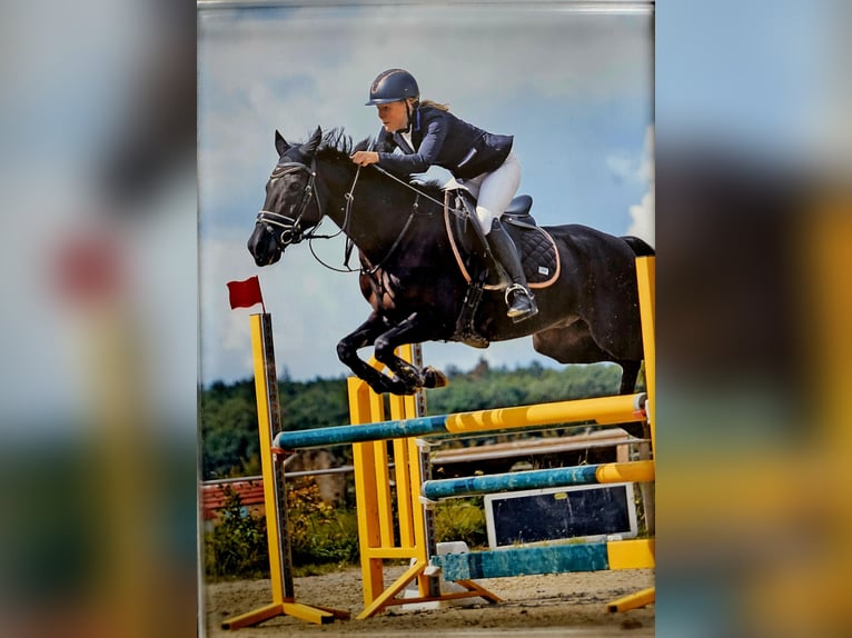 New Forest Pony Gelding 14 years 14,2 hh Black in Oud-Heverlee