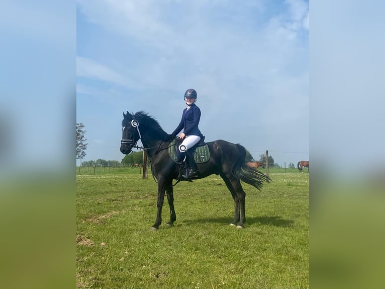 New Forest Pony Gelding 14 years 14,2 hh Black in Oud-Heverlee