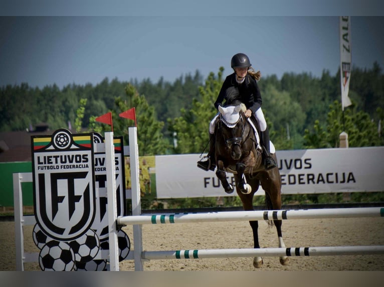 New Forest Pony Gelding 14 years 14,1 hh Bay-Dark in Kaunas