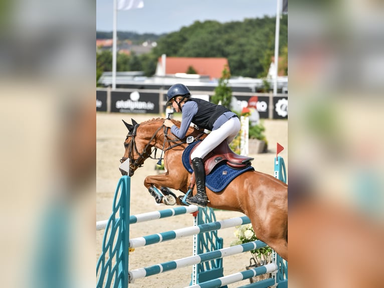 New Forest Pony Gelding 14 years 14,1 hh Chestnut-Red in Dorsten