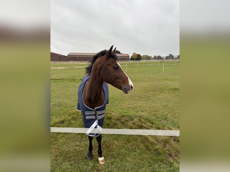 New Forest Pony Gelding 14 years 14,2 hh Brown in Wartenberg