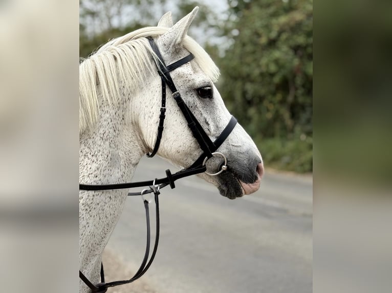 New Forest Pony Gelding 15 years 13 hh Grey in Cambridge, Cambridgeshire