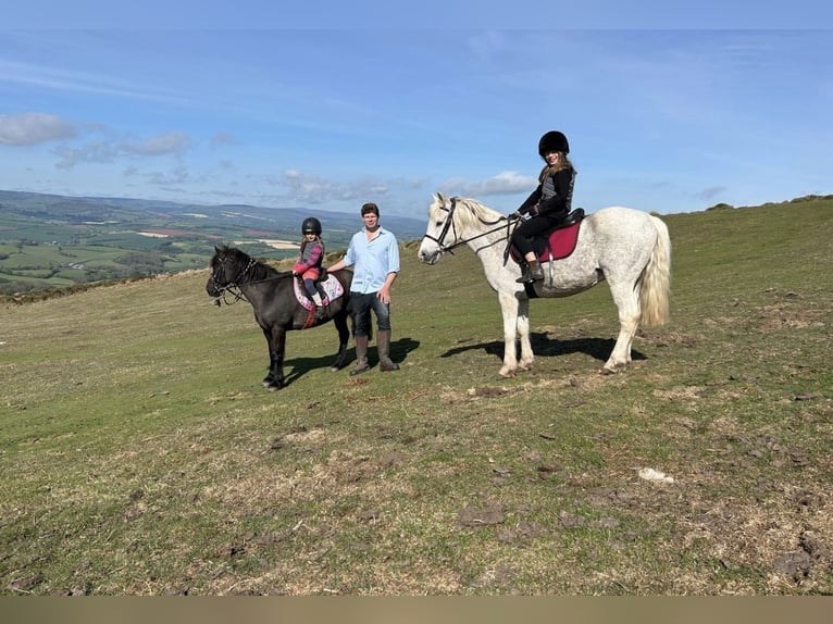 New Forest Pony Gelding 15 years 13 hh Grey in Cambridge, Cambridgeshire