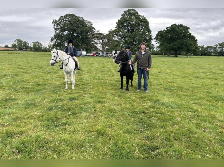 New Forest Pony Gelding 15 years 13 hh Grey in Cambridge, Cambridgeshire