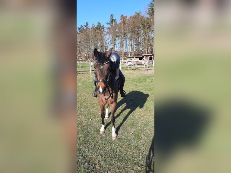 New Forest Pony Gelding 15 years 13,2 hh Brown in Bakum