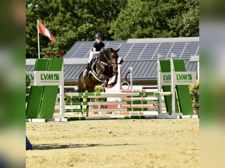 New Forest Pony Gelding 15 years 14,1 hh Bay-Dark in Hamburg