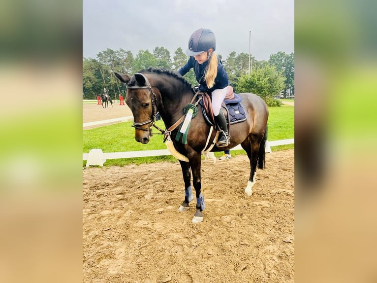 New Forest Pony Gelding 15 years 14,1 hh Bay-Dark in Hamburg