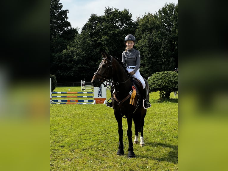 New Forest Pony Gelding 15 years 14,1 hh Bay-Dark in Hamburg