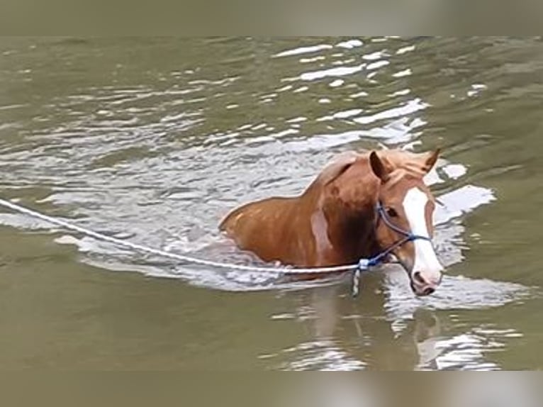 New Forest Pony Gelding 15 years 14.1 hh Chestnut-Red in Altenmarkt