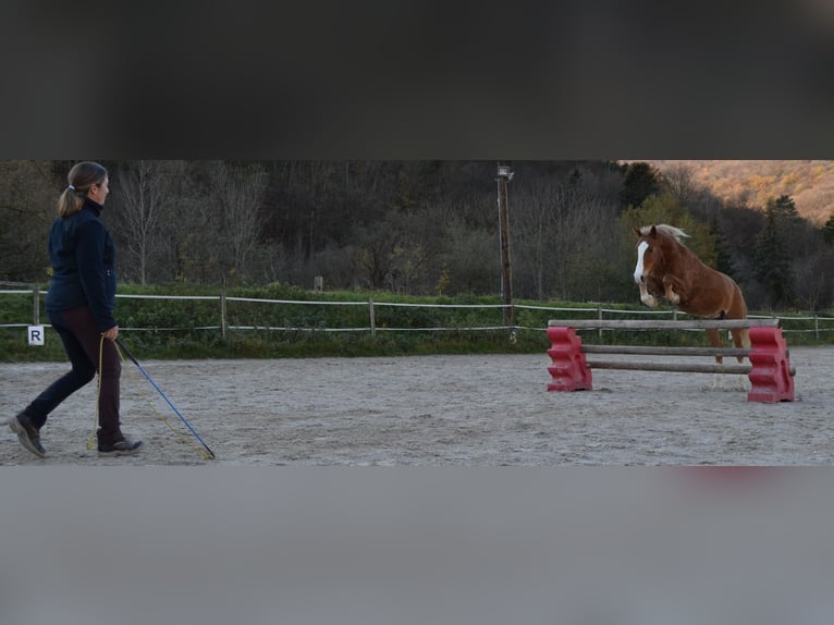 New Forest Pony Gelding 15 years 14.1 hh Chestnut-Red in Altenmarkt