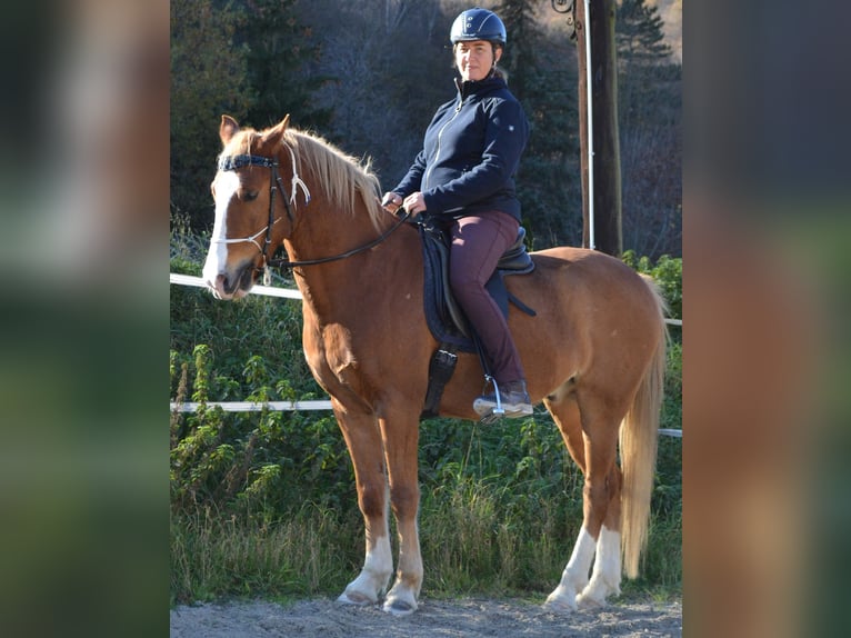 New Forest Pony Gelding 15 years 14.1 hh Chestnut-Red in Altenmarkt