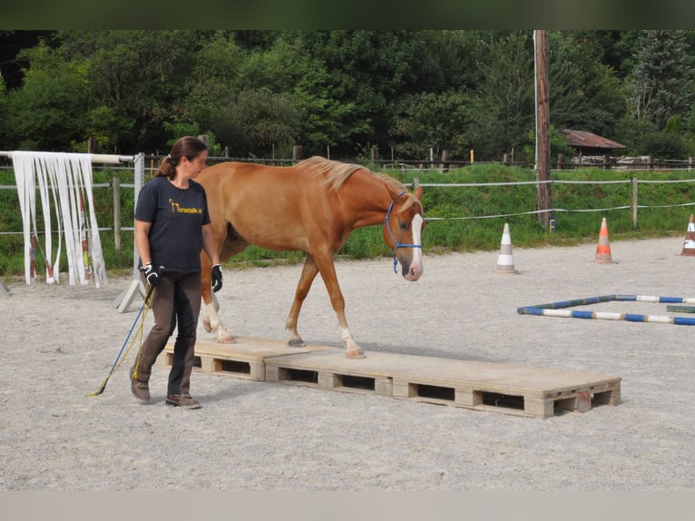 New Forest Pony Gelding 15 years 14.1 hh Chestnut-Red in Altenmarkt
