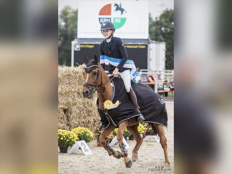 New Forest Pony Gelding 15 years 14.1 hh Chestnut-Red in Dorsten