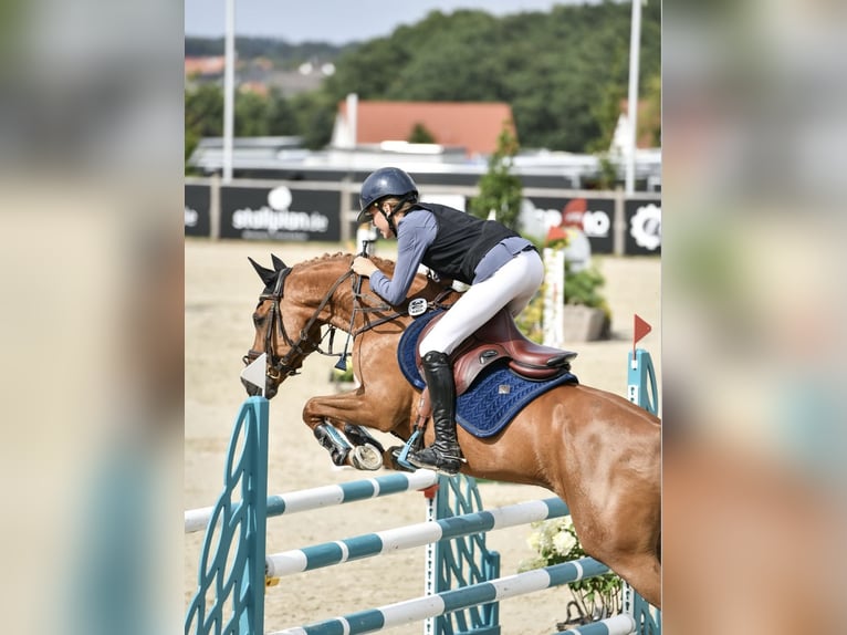 New Forest Pony Gelding 15 years 14.1 hh Chestnut-Red in Dorsten