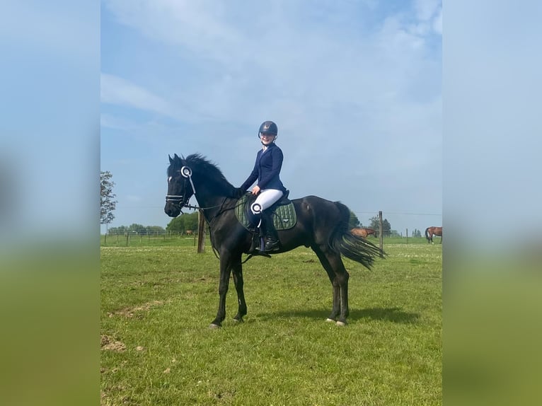 New Forest Pony Gelding 15 years 14,2 hh Black in Heverlee