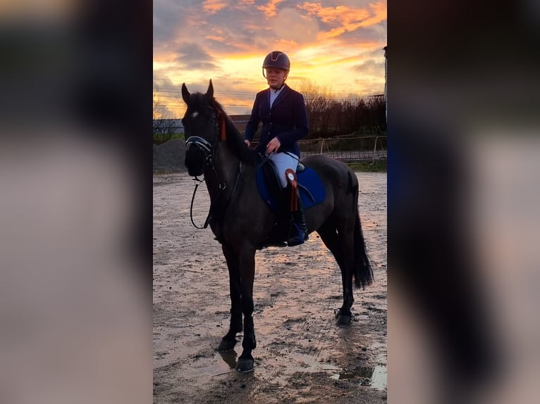 New Forest Pony Gelding 15 years 14,2 hh Black in Heverlee