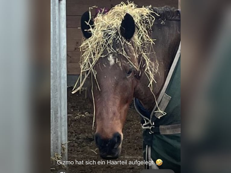 New Forest Pony Gelding 15 years 14.2 hh Brown in Idstedt
