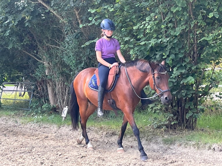 New Forest Pony Gelding 15 years 14.2 hh Brown in Idstedt