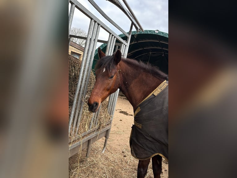 New Forest Pony Gelding 15 years 14.2 hh Brown in Idstedt