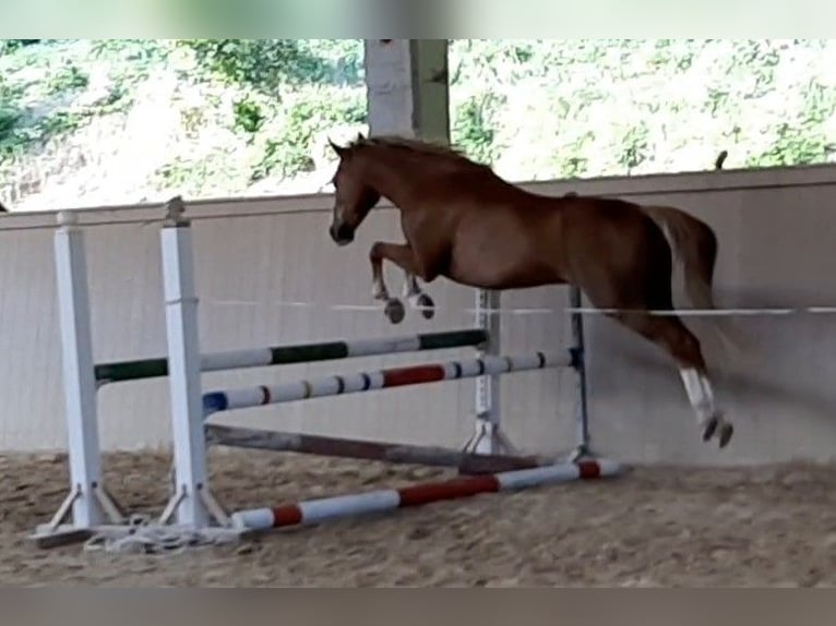 New Forest Pony Gelding 15 years 14,1 hh Chestnut-Red in Altenmarkt