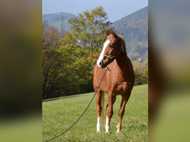 New Forest Pony Gelding 15 years 14,1 hh Chestnut-Red in Altenmarkt