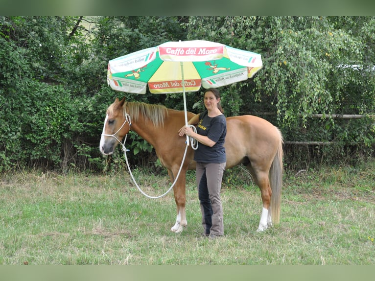 New Forest Pony Gelding 15 years 14,1 hh Chestnut-Red in Altenmarkt