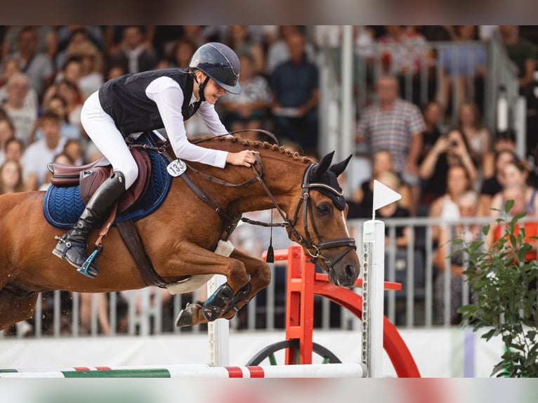 New Forest Pony Gelding 15 years 14,1 hh Chestnut-Red in Dorsten