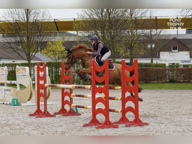 New Forest Pony Gelding 15 years 14,1 hh Chestnut-Red in Dorsten