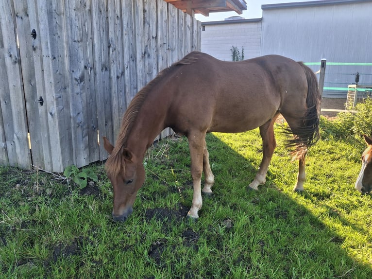 New Forest Pony Gelding 15 years 14,3 hh Chestnut-Red in Alerheim