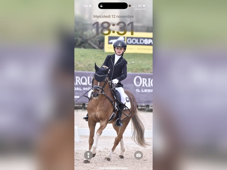 New Forest Pony Gelding 16 years 13 hh in Sansepolcro