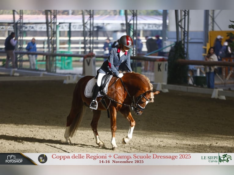 New Forest Pony Gelding 16 years 13 hh in Sansepolcro