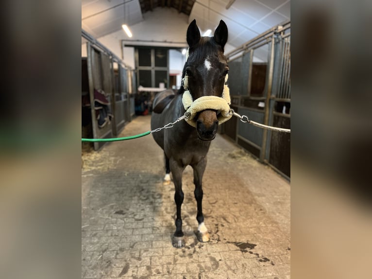 New Forest Pony Gelding 16 years 14.1 hh Brown in Willich