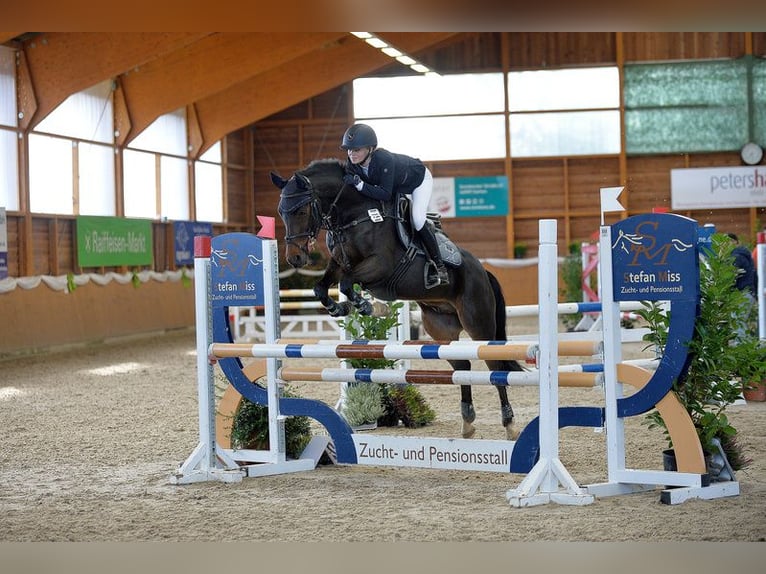 New Forest Pony Gelding 16 years 14.1 hh Brown in Willich