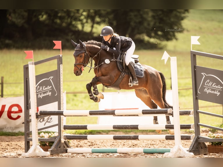 New Forest Pony Gelding 16 years 14.1 hh Brown in Willich