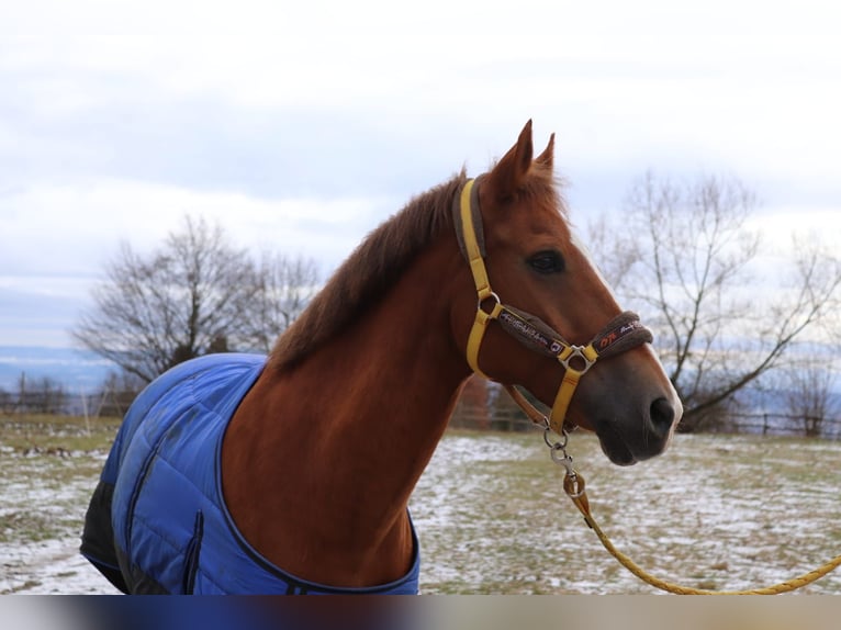 New Forest Pony Gelding 16 years 14,1 hh Chestnut-Red in Esslingen am Neckar