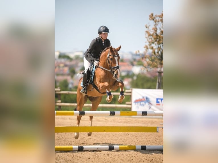 New Forest Pony Gelding 16 years 14,1 hh Chestnut-Red in Esslingen am Neckar