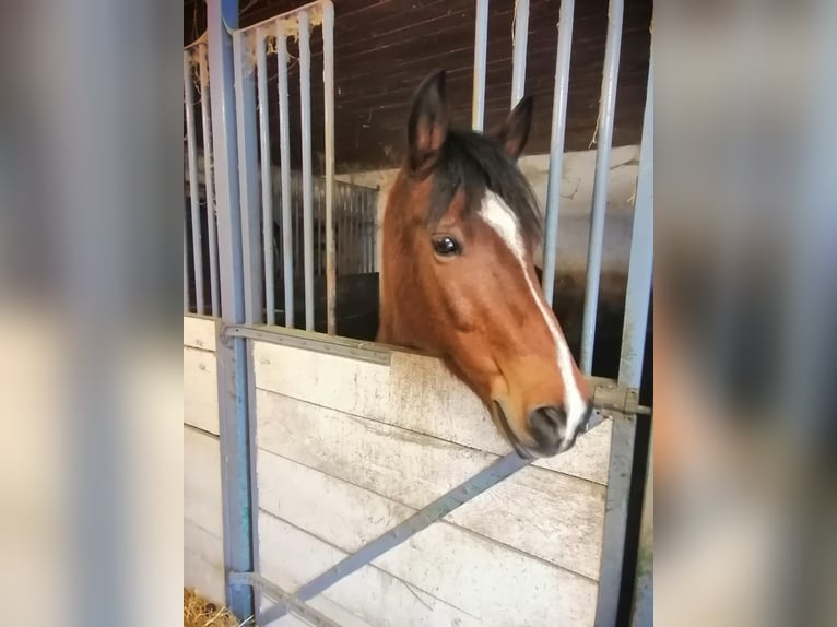 New Forest Pony Gelding 16 years 14 hh Brown in Öpfingen