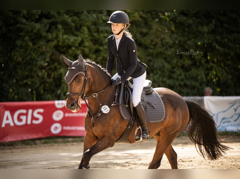 New Forest Pony Gelding 16 years 14,1 hh Brown in Willich