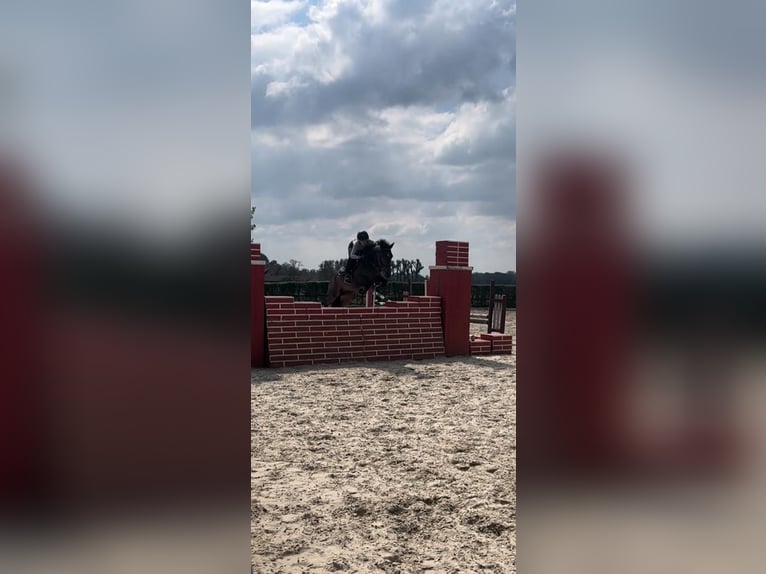 New Forest Pony Gelding 16 years 14,1 hh Brown in Willich